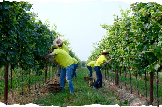 Weinlese bei einem unserer Produzenten in Italien